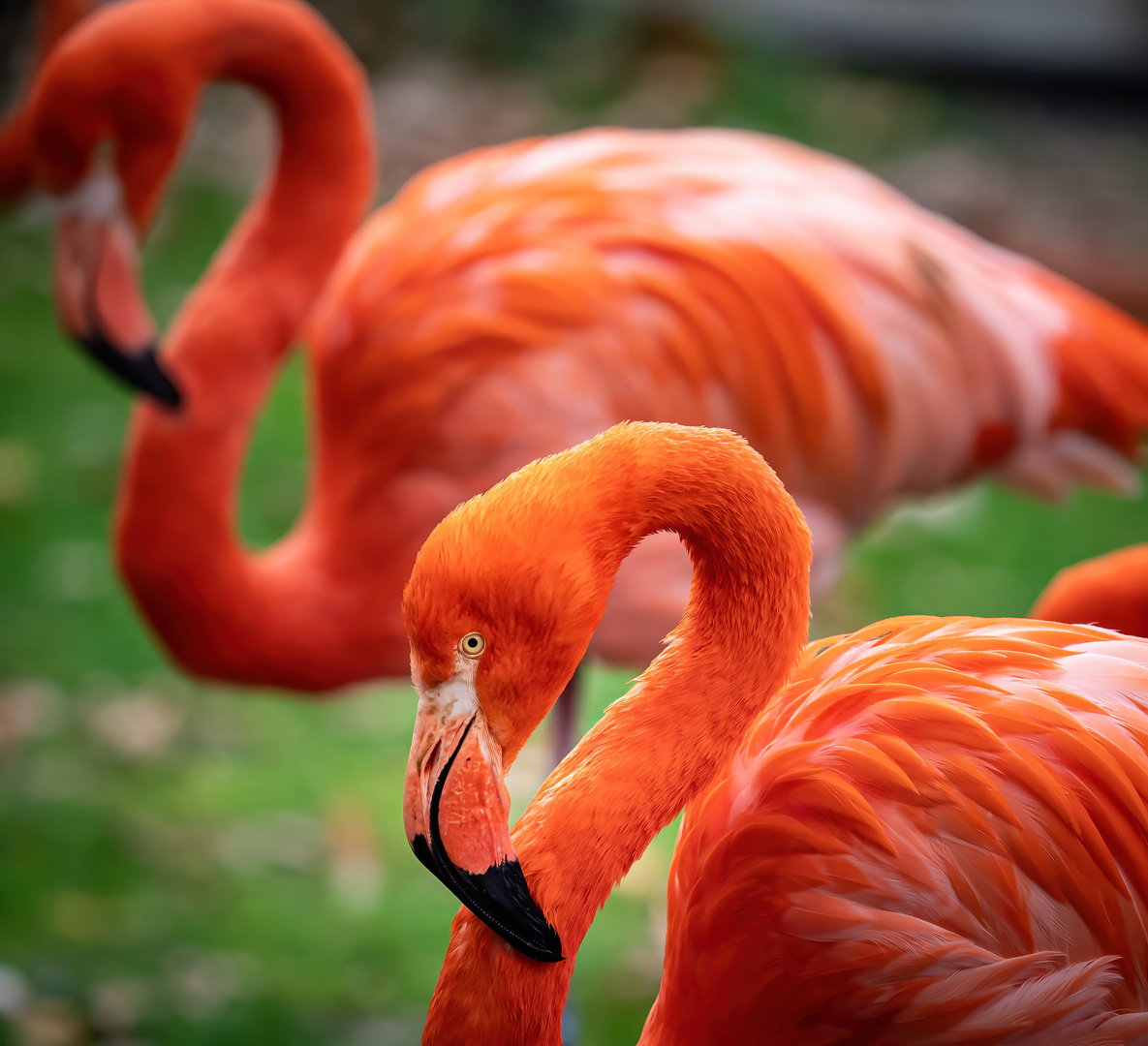 Zoo Köln