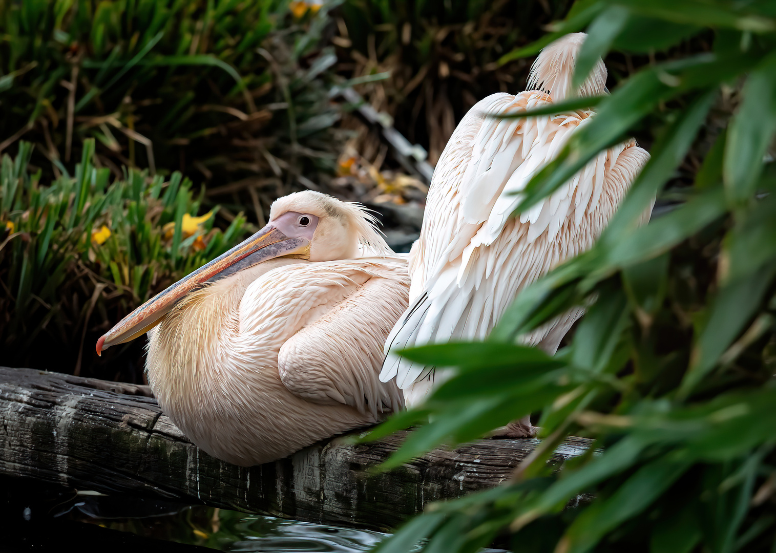 Zoo Köln 1