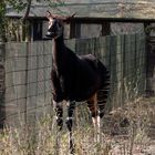 Zoo Köln 2015 - Es lachte mich an