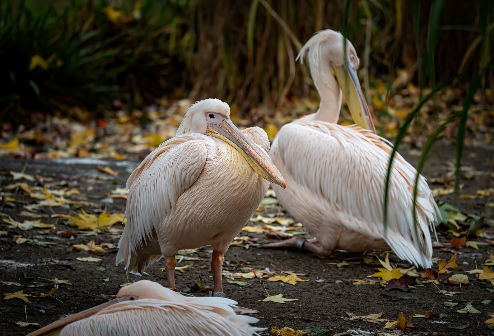 Zoo Köln 3