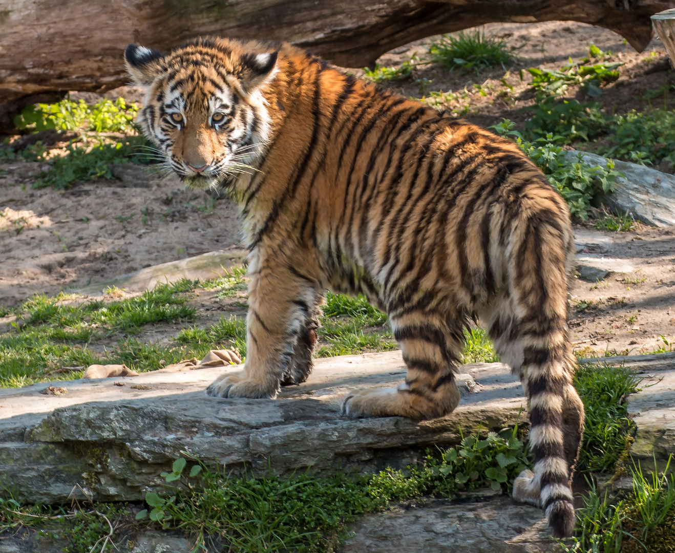 Zoo Köln