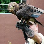 Zoo Köln - Adler beim Start -