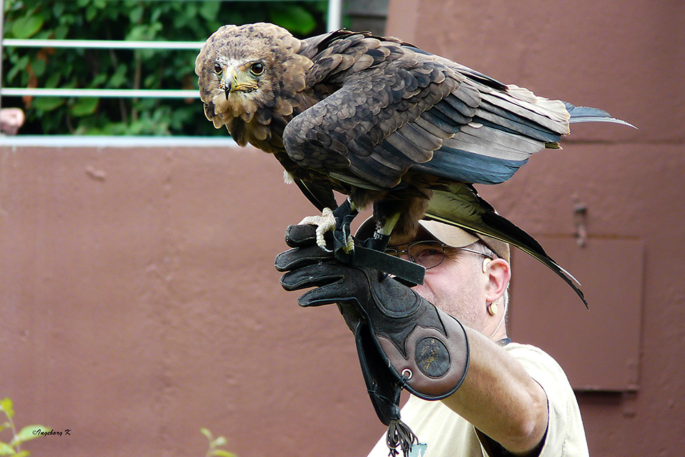 Zoo Köln - Adler beim Start -