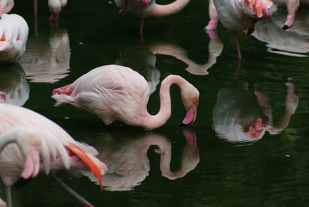 Zoo Köln - Flamingo