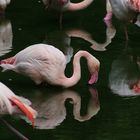 Zoo Köln - Flamingo