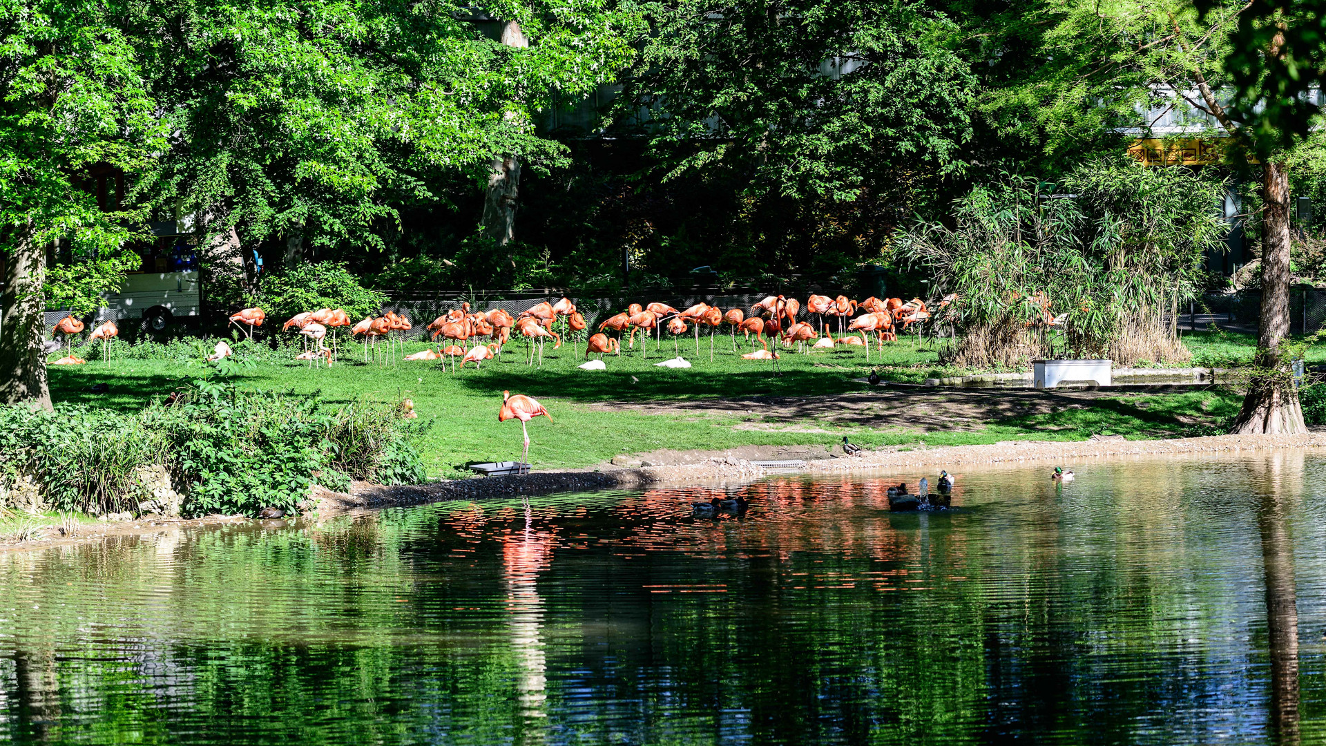 Zoo Köln - Flamingos..