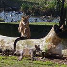 Zoo Köln - Gepard
