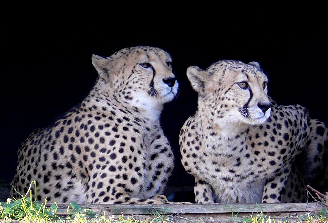 Zoo Köln - Geparden Nelson und Matata