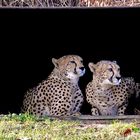 Zoo Köln - Geparden Nelson und Matata (Original)