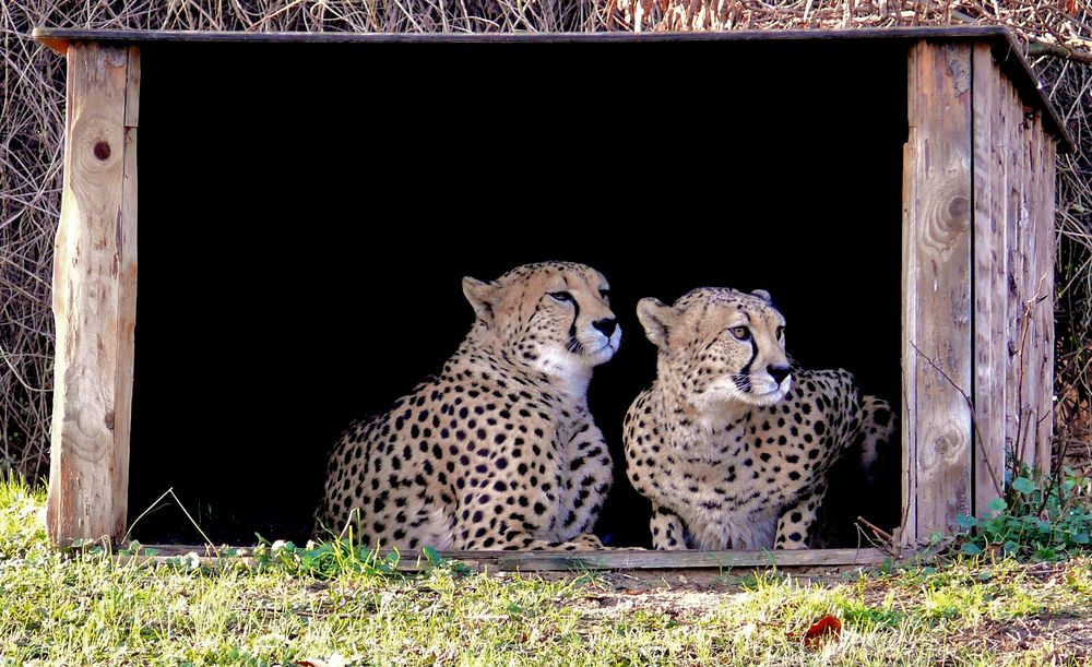 Zoo Köln - Geparden Nelson und Matata (Original)