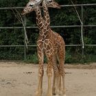 Zoo Köln - Giraffen