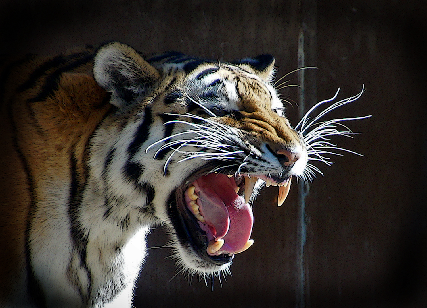 Zoo Köln I