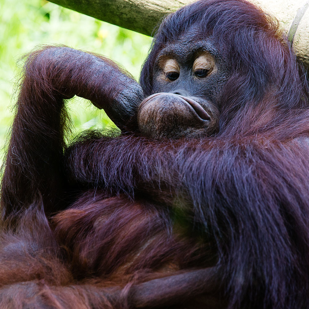 Zoo Köln .... IX .... Orang-Utan mal "eine Schnute ziehen"