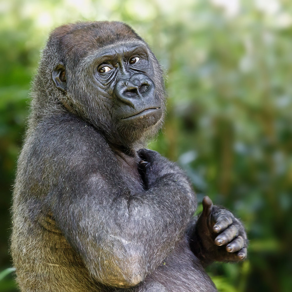 Zoo Köln .... IX ..... Westlicher Flachlandgorilla [Gorilla gorilla gorilla | Lowland Gorilla]