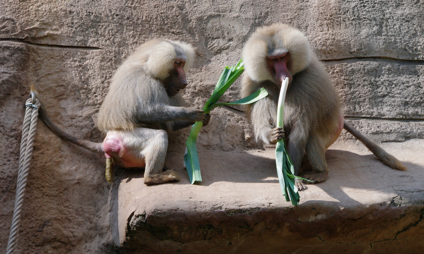 Zoo Köln - Paviane beim.....