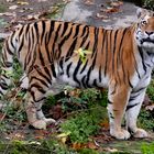 Zoo Köln - Sibirischer Tiger Altai