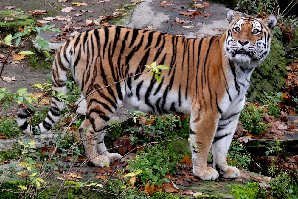 Zoo Köln - Sibirischer Tiger Altai