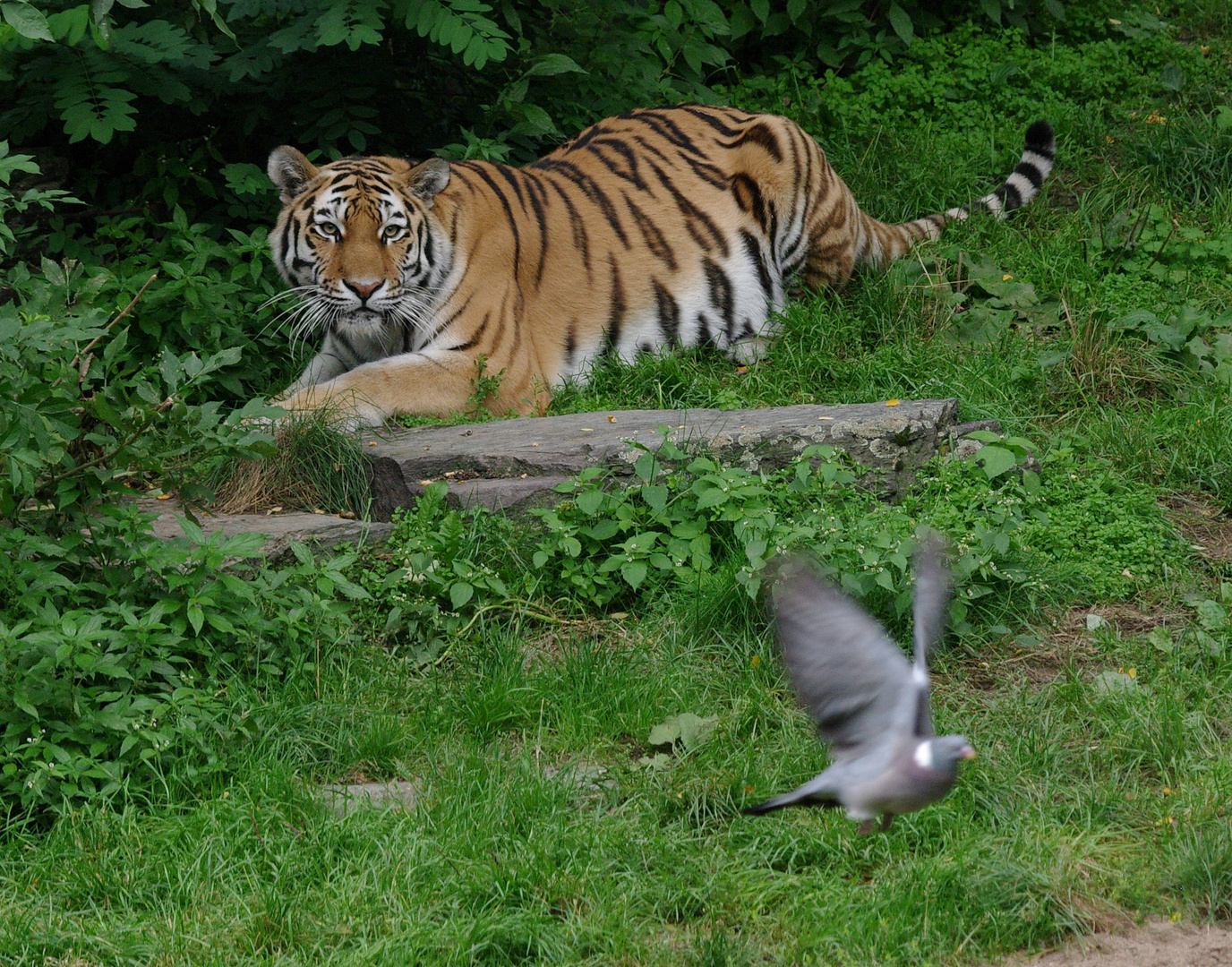 Zoo Köln - Tiger - Warte nur, das Nächste mal kriege ich DICH !