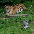 Zoo Köln - Tiger - Warte nur, das Nächste mal kriege ich DICH !