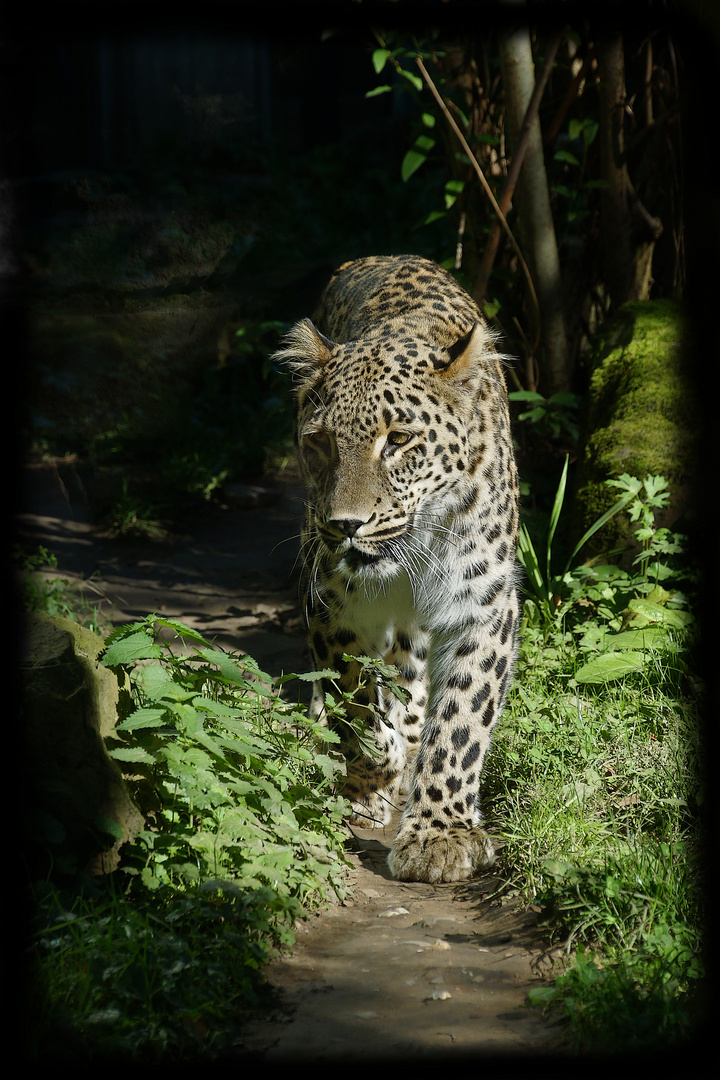 Zoo Köln V