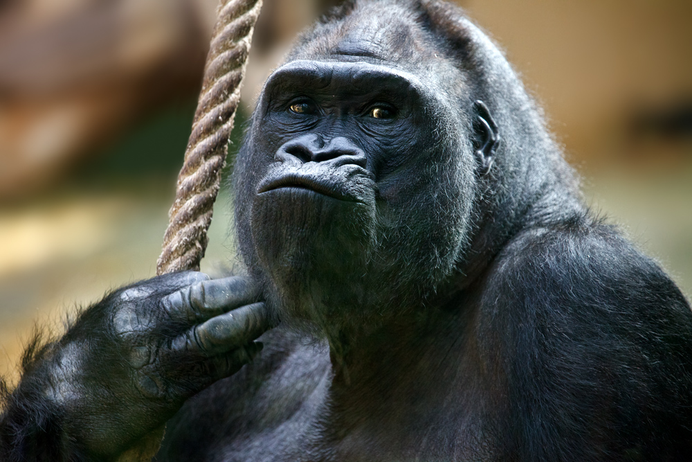 Zoo Köln .... VII ..... Westlicher Flachlandgorilla [Gorilla gorilla gorilla | Lowland Gorilla]