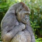 Zoo Köln .... VIII ..... Westlicher Flachlandgorilla [Gorilla gorilla gorilla | Lowland Gorilla]