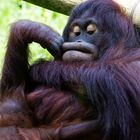 Zoo Köln .... X .... Orang-Utan mal "eine Schnute ziehen"