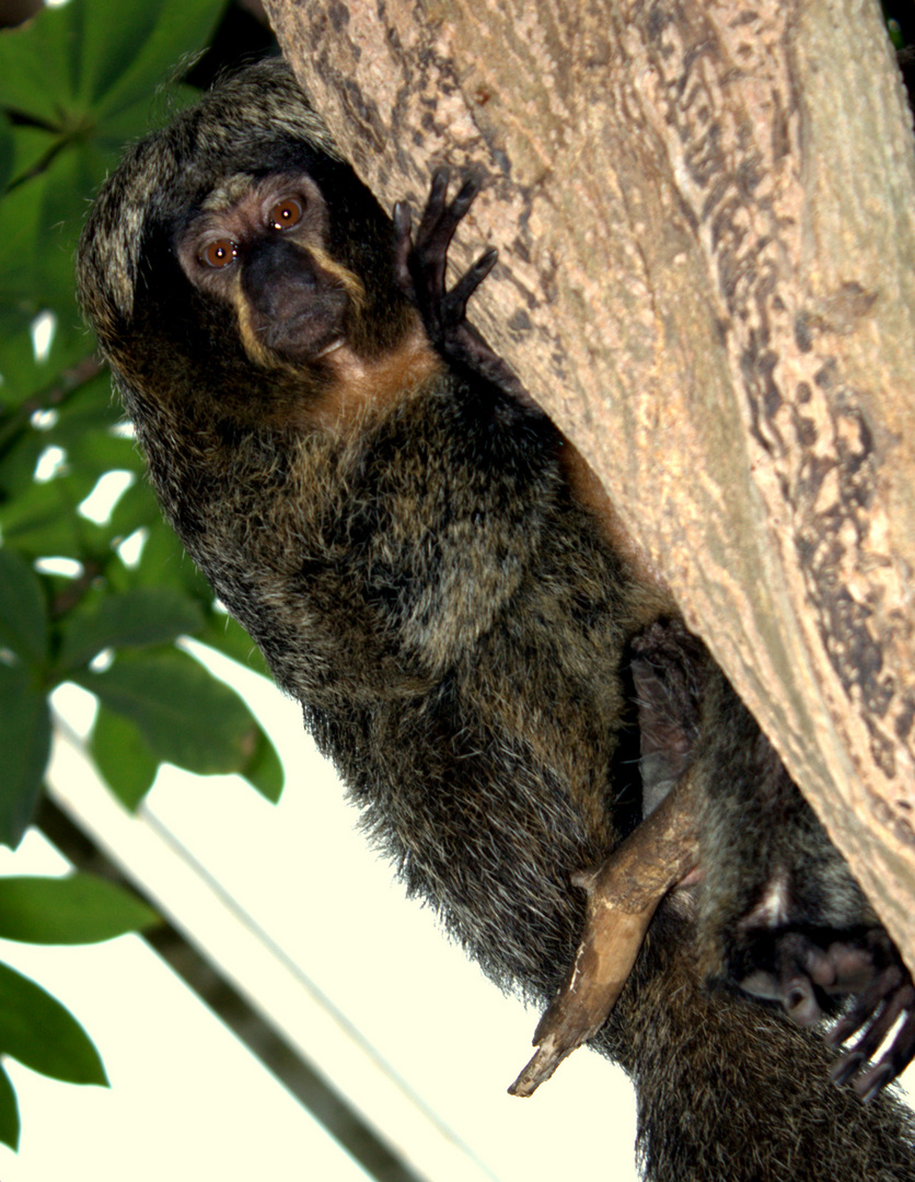 Zoo Krefeld 1