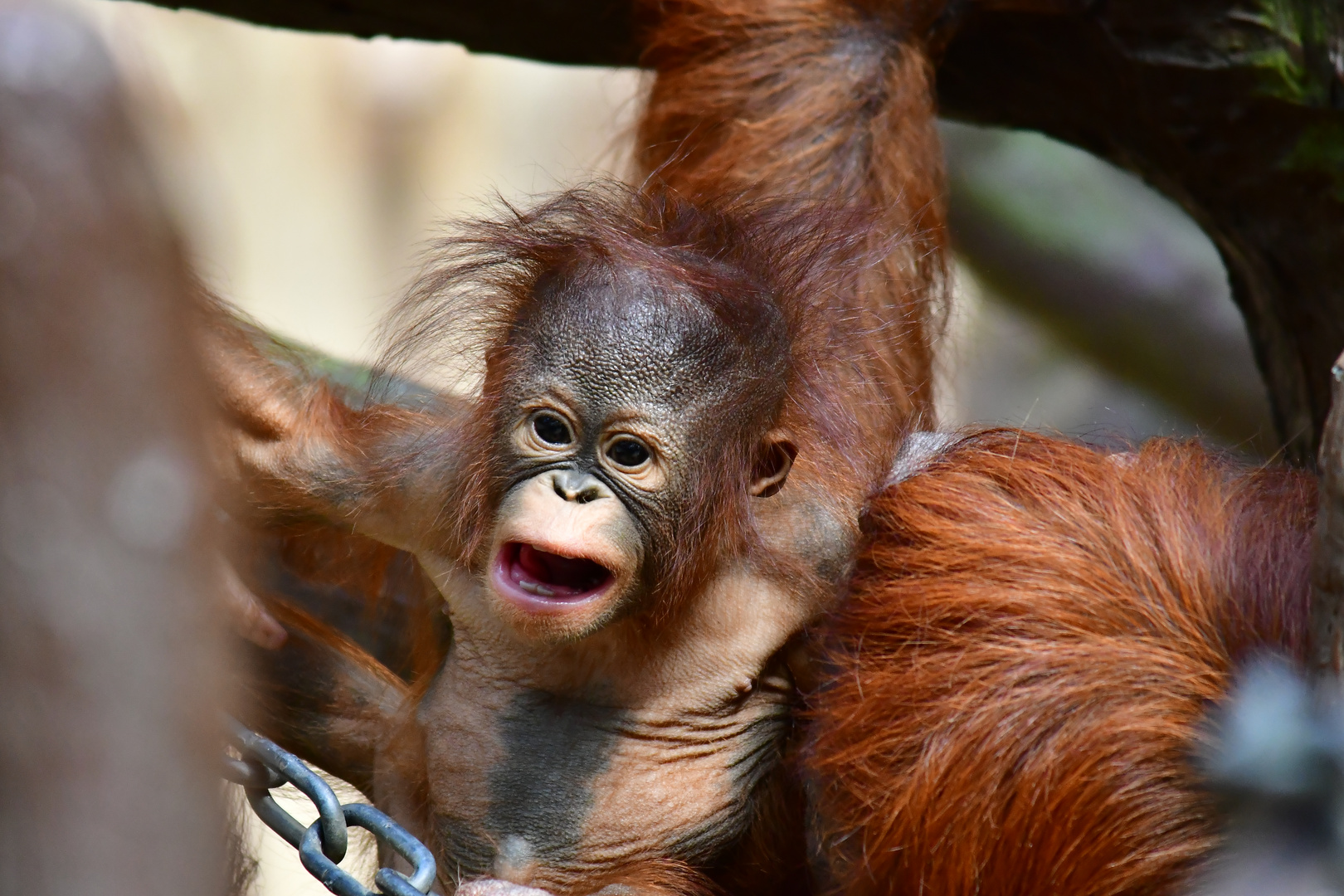 Zoo Krefeld