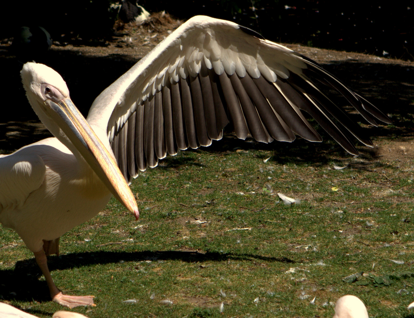 Zoo Krefeld 3 , linker Vogel...