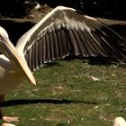 Zoo Krefeld 3 , linker Vogel...