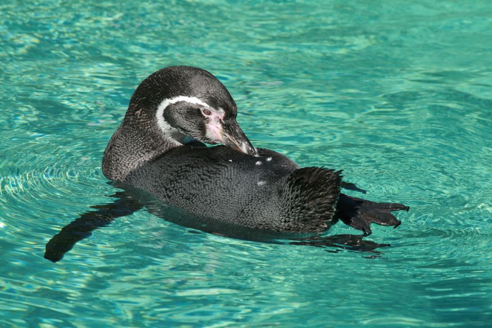 Zoo Krefeld