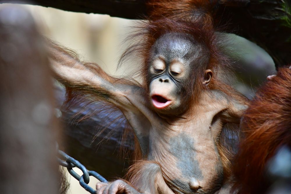 Zoo Krefeld