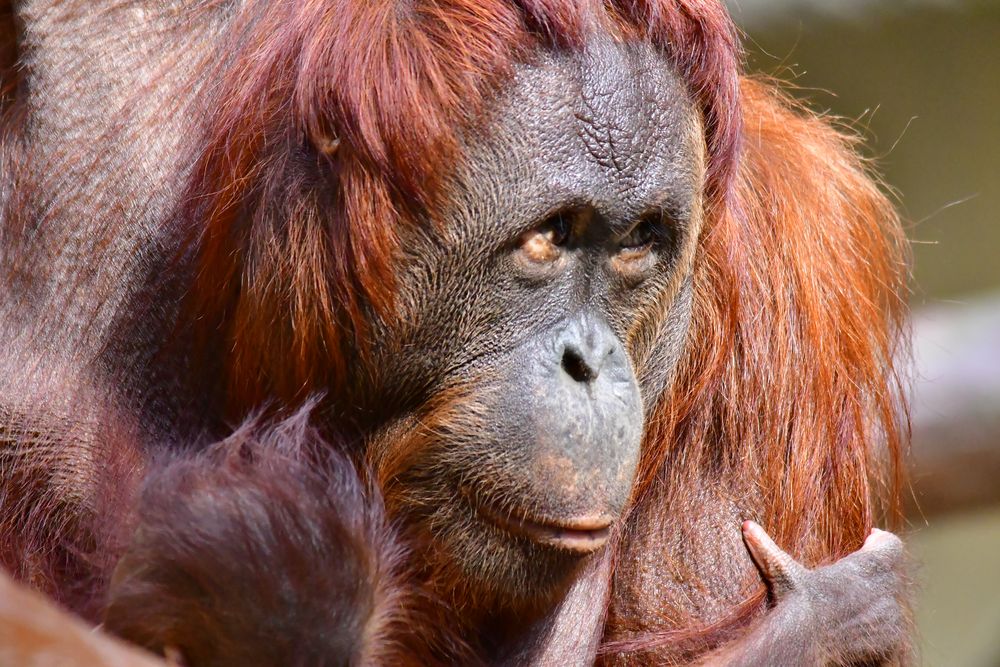 Zoo Krefeld