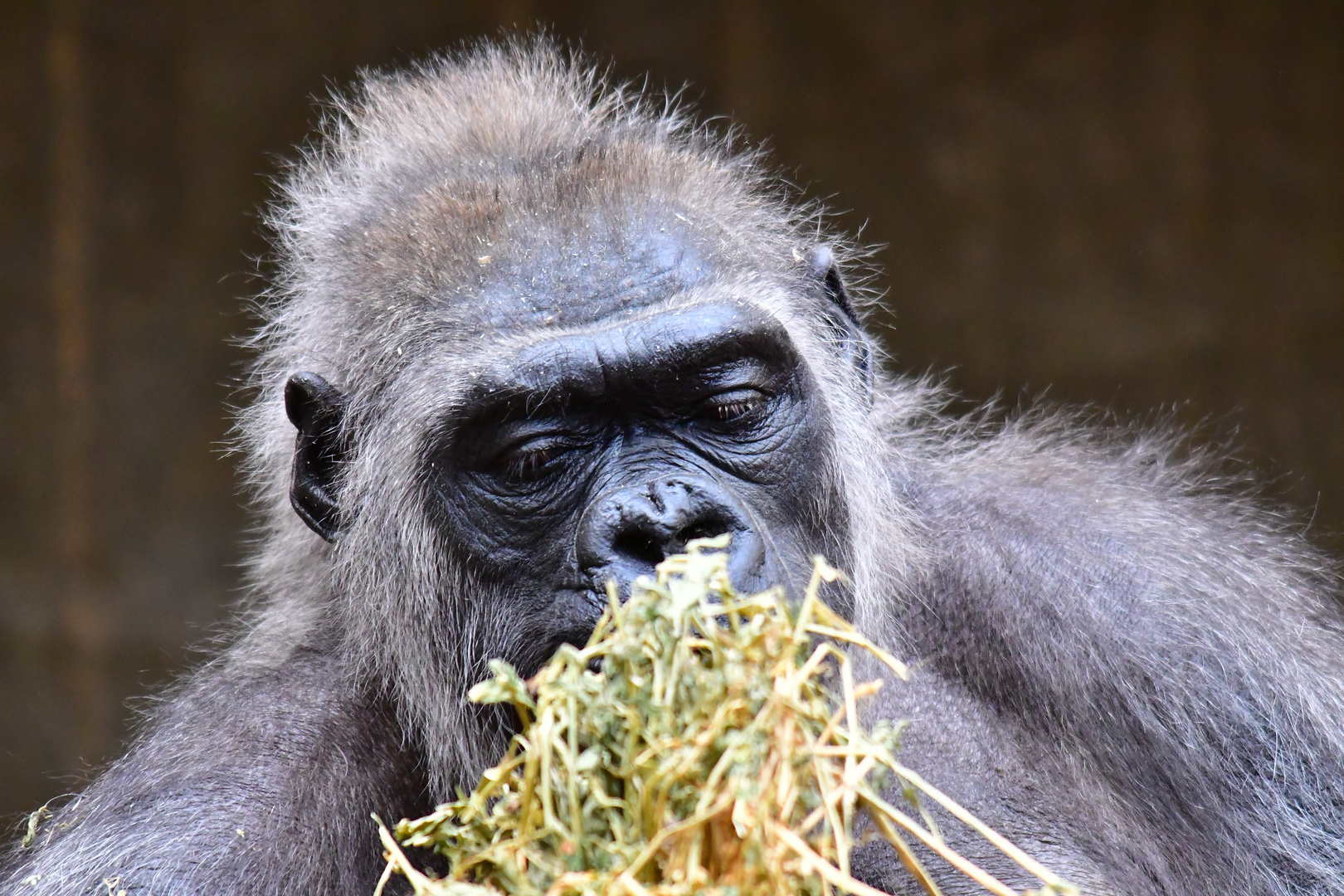 Zoo Krefeld