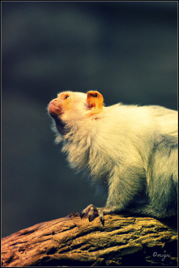 Zoo Krefeld Affenhaus