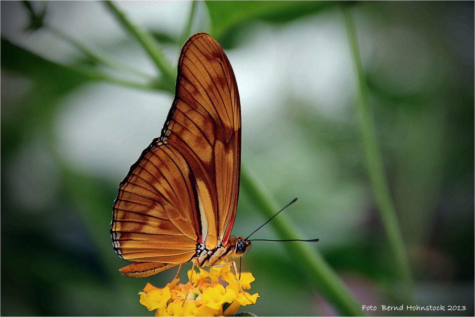 Zoo Krefeld .... Dryas julia