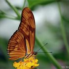 Zoo Krefeld .... Dryas julia