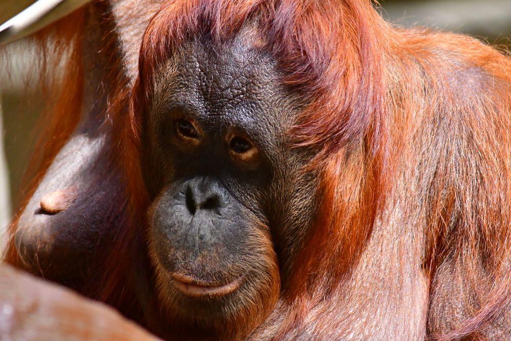 Zoo Krefeld