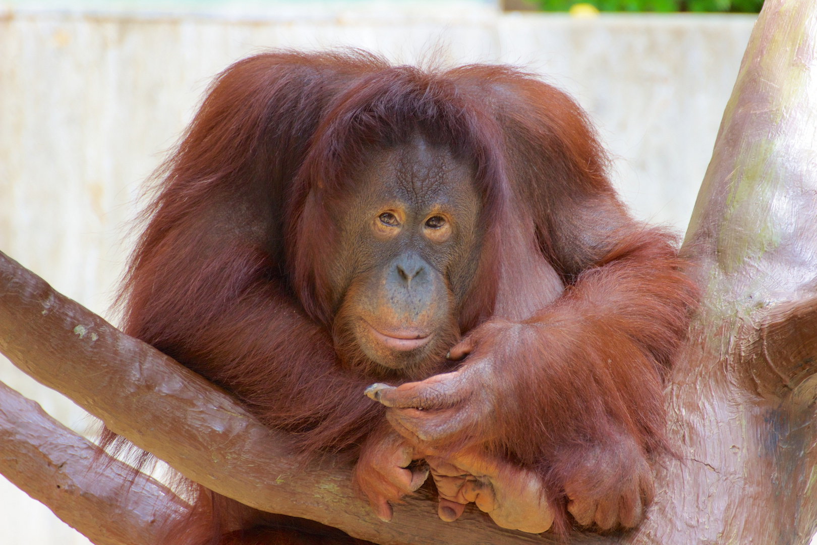 Zoo Krefeld III