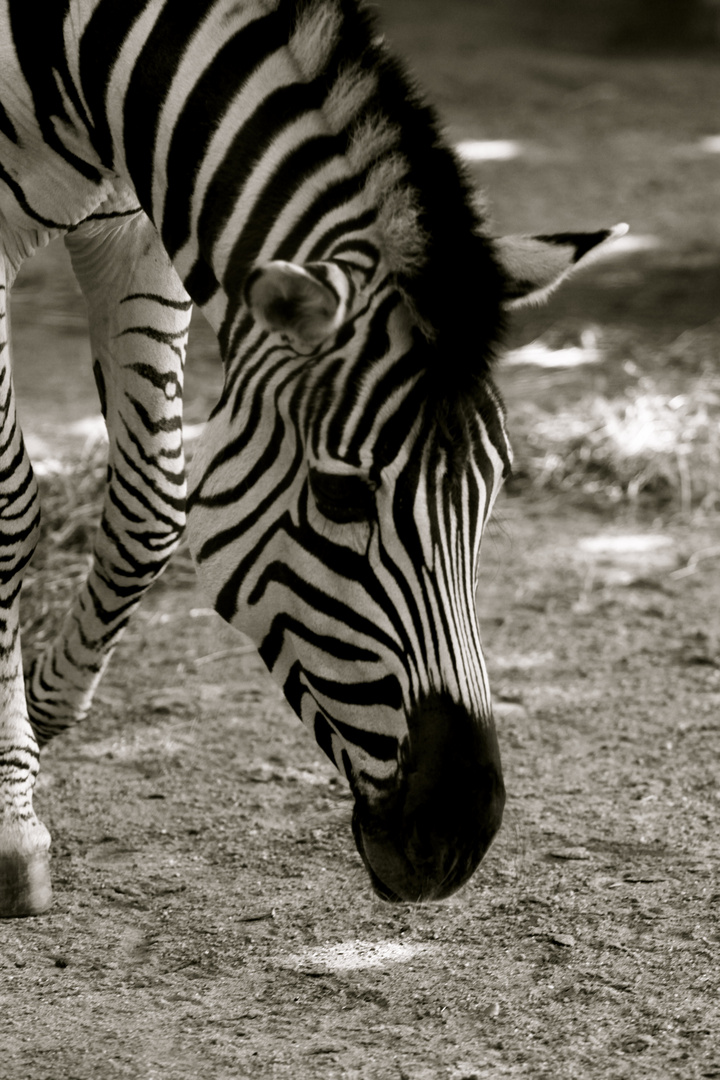 Zoo Krefeld ist immer ein Besuch Wert.