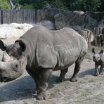 Zoo Krefeld / Kibibi mit ihrer Mama