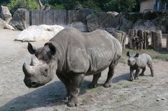 Zoo Krefeld / Kibibi mit ihrer Mama