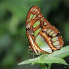 Zoo Krefeld ...... Malachit