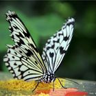 Zoo Krefeld .... Schmetterlingshaus  Weiße-Baumnymphe-Idea-leuconoe