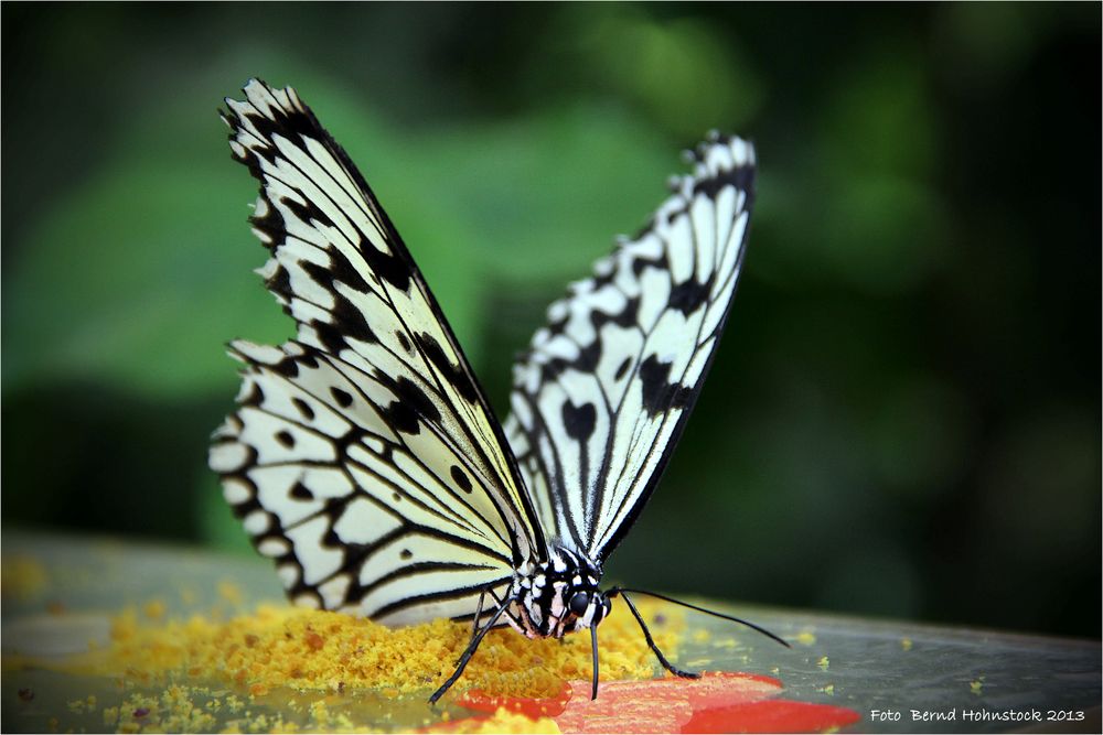 Zoo Krefeld .... Schmetterlingshaus  Weiße-Baumnymphe-Idea-leuconoe