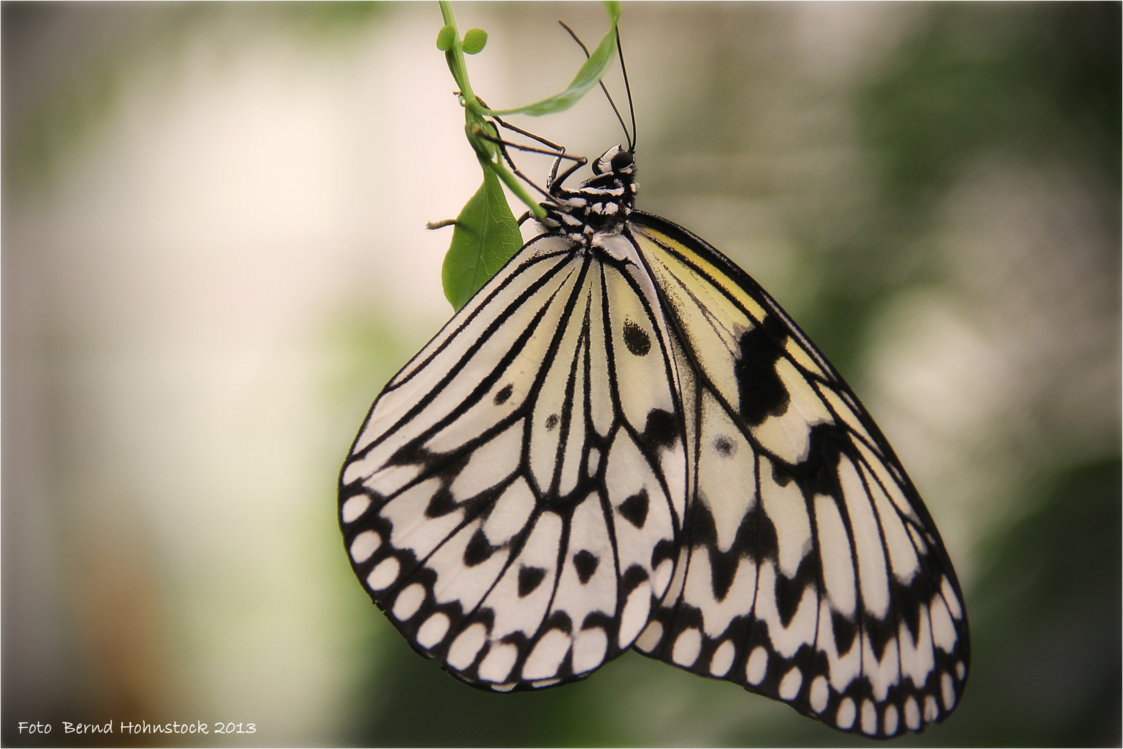 Zoo Krefeld .... Weiße-Baumnymphe-Idea-leuconoe