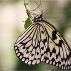 Zoo Krefeld .... Weiße-Baumnymphe-Idea-leuconoe