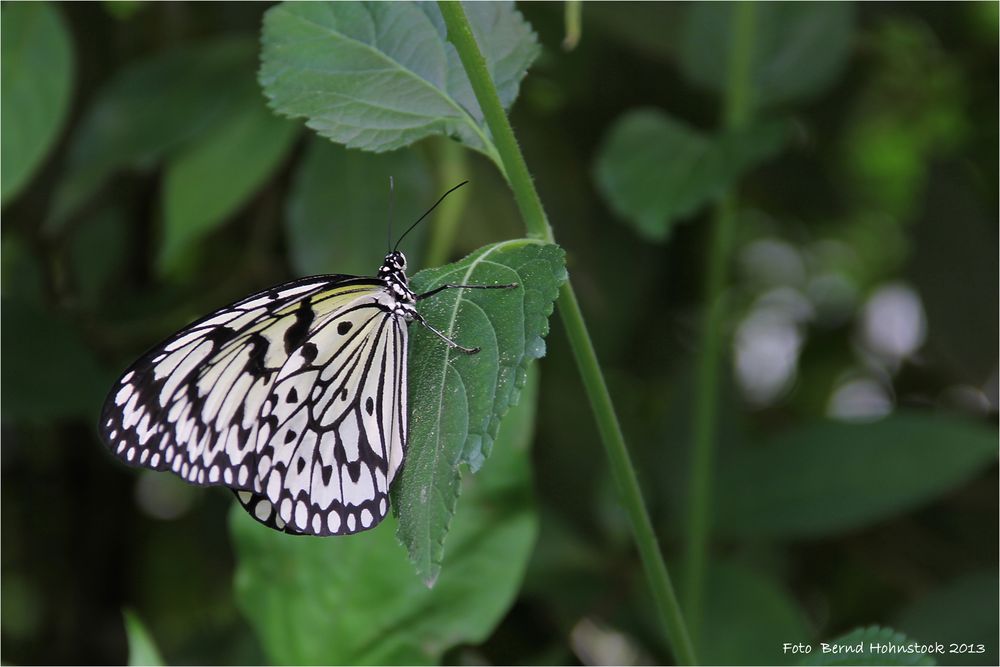 Zoo Krefeld .... Weiße-Baumnymphe-Idea-leuconoe