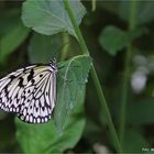 Zoo Krefeld .... Weiße-Baumnymphe-Idea-leuconoe